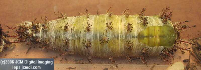 Coloradia velda (Velda Pine Moth) photos and rearing documentary JCMDI.COM