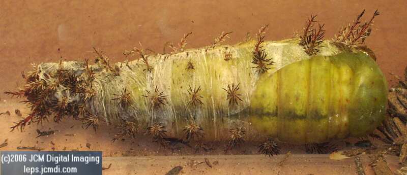 Coloradia velda (Velda Pine Moth) photos and rearing documentary JCMDI.COM