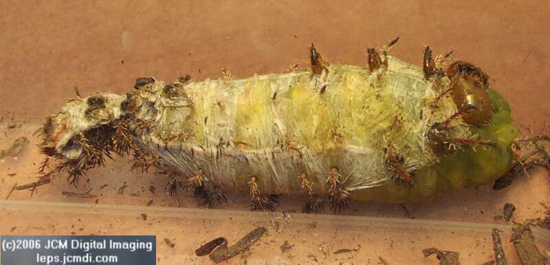 Coloradia velda (Velda Pine Moth) photos and rearing documentary JCMDI.COM