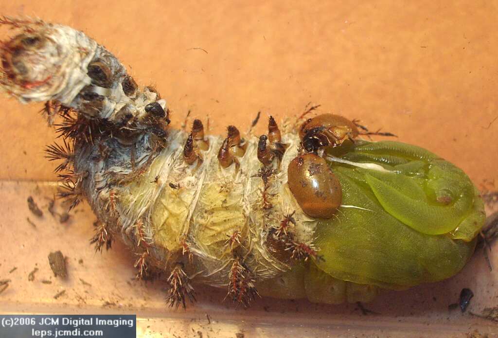 Coloradia velda (Velda Pine Moth) photos and rearing documentary JCMDI.COM