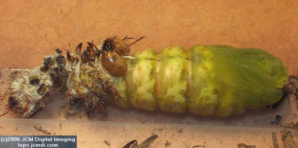 Coloradia velda (Velda Pine Moth) photos and rearing documentary JCMDI.COM