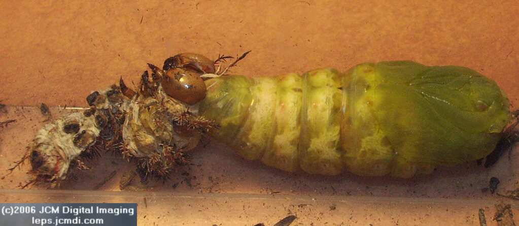 Coloradia velda (Velda Pine Moth) photos and rearing documentary JCMDI.COM