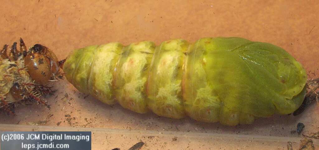 Coloradia velda (Velda Pine Moth) photos and rearing documentary JCMDI.COM