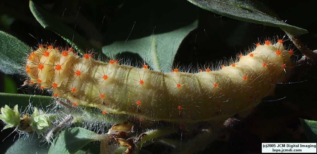 Saturnia walterorum (Walter's Silk Moth) images, rearing, larvae, pupae, cocoons, and documentary