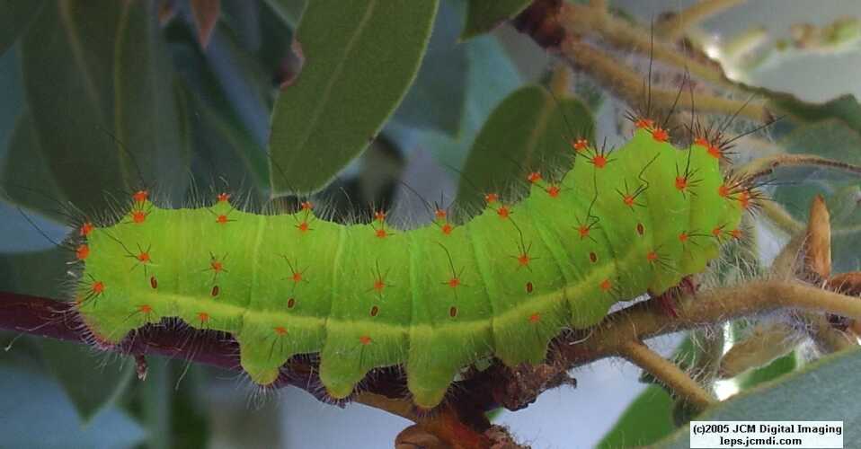 Saturnia walterorum (Walter's Silk Moth) images, rearing, larvae, pupae, cocoons, and documentary