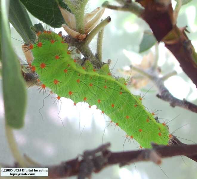 Saturnia walterorum (Walter's Silk Moth) images, rearing, larvae, pupae, cocoons, and documentary