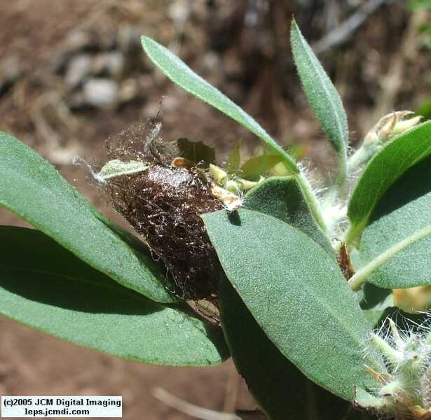 Saturnia walterorum (Walter's Silk Moth) images, rearing, larvae, pupae, cocoons, and documentary