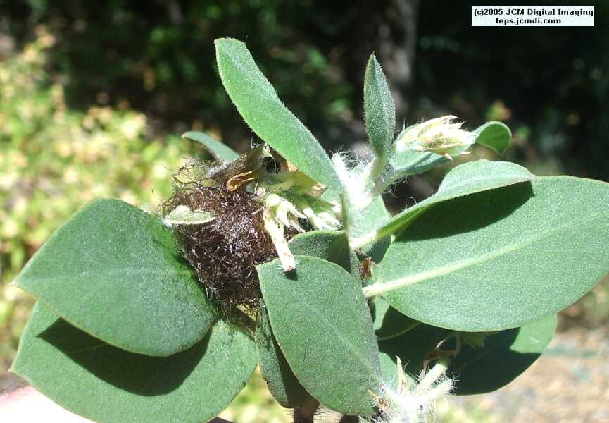 Saturnia walterorum (Walter's Silk Moth) images, rearing, larvae, pupae, cocoons, and documentary