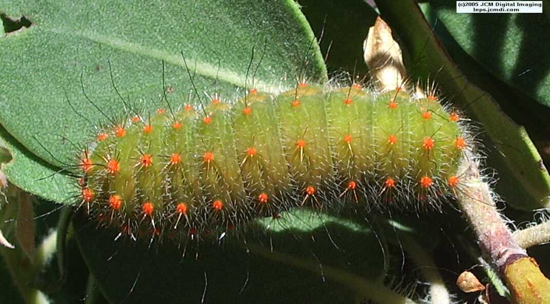 Saturnia walterorum (Walter's Silk Moth) images, rearing, larvae, pupae, cocoons, and documentary