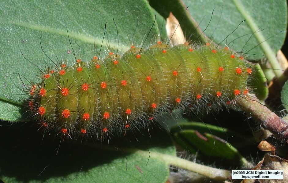 Saturnia walterorum (Walter's Silk Moth) images, rearing, larvae, pupae, cocoons, and documentary