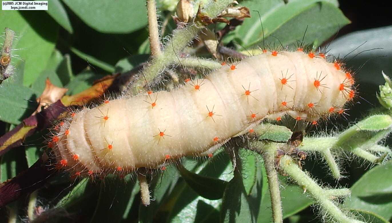 Saturnia walterorum (Walter's Silk Moth) images, rearing, larvae, pupae, cocoons, and documentary