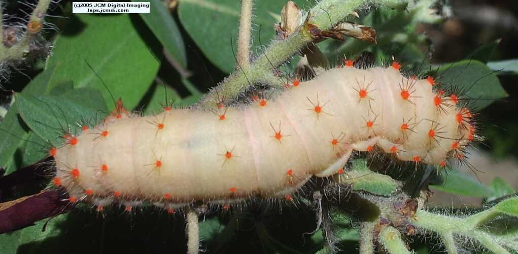 Saturnia walterorum (Walter's Silk Moth) images, rearing, larvae, pupae, cocoons, and documentary