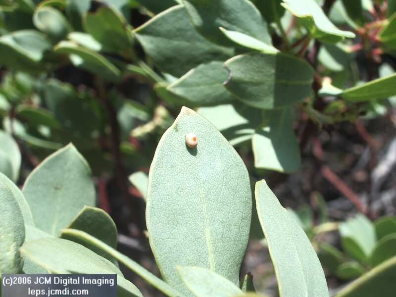 Saturnia walterorum (Walter's Silk Moth) images, rearing, larvae, pupae, cocoons, and documentary