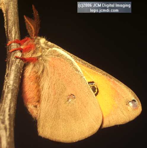 Saturnia walterorum (Walter's Silk Moth) images, rearing, larvae, pupae, cocoons, and documentary