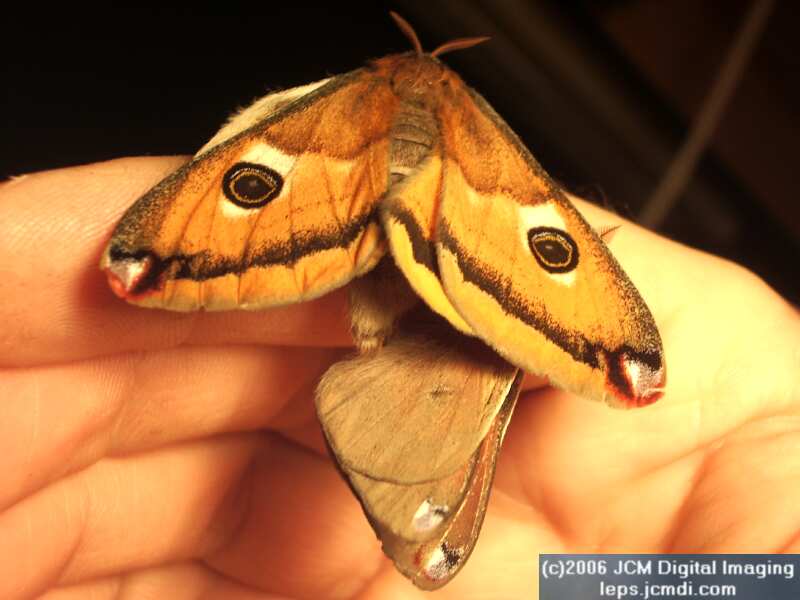 Saturnia walterorum (Walter's Silk Moth) images, rearing, larvae, pupae, cocoons, and documentary
