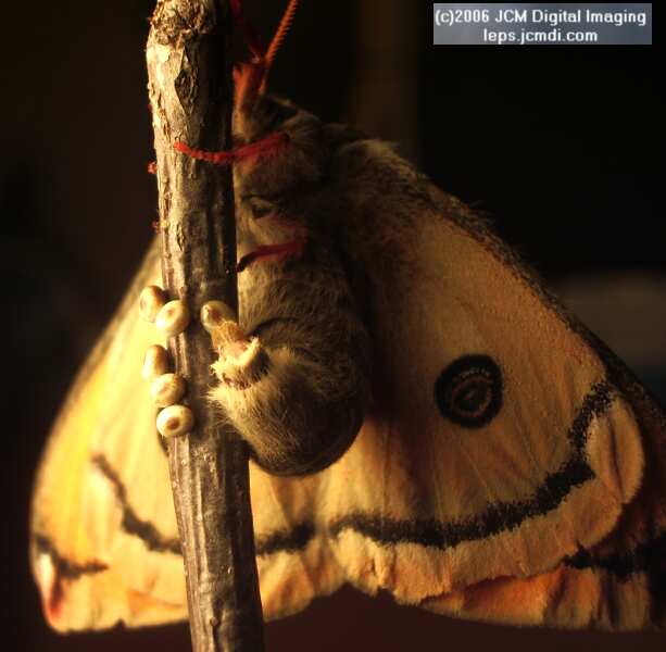 Saturnia walterorum (Walter's Silk Moth) images, rearing, larvae, pupae, cocoons, and documentary
