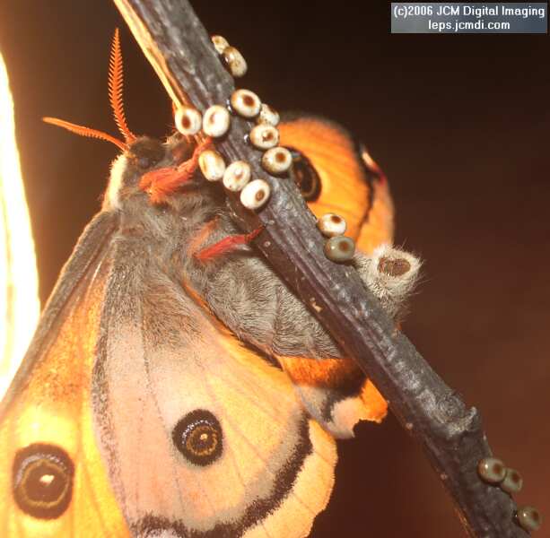 Saturnia walterorum (Walter's Silk Moth) images, rearing, larvae, pupae, cocoons, and documentary