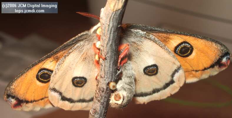 Saturnia walterorum (Walter's Silk Moth) images, rearing, larvae, pupae, cocoons, and documentary