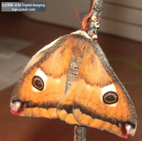 Saturnia walterorum (Walter's Silk Moth) images, rearing, larvae, pupae, cocoons, and documentary