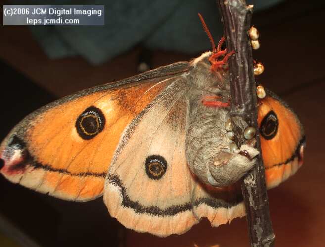 Saturnia walterorum (Walter's Silk Moth) images, rearing, larvae, pupae, cocoons, and documentary