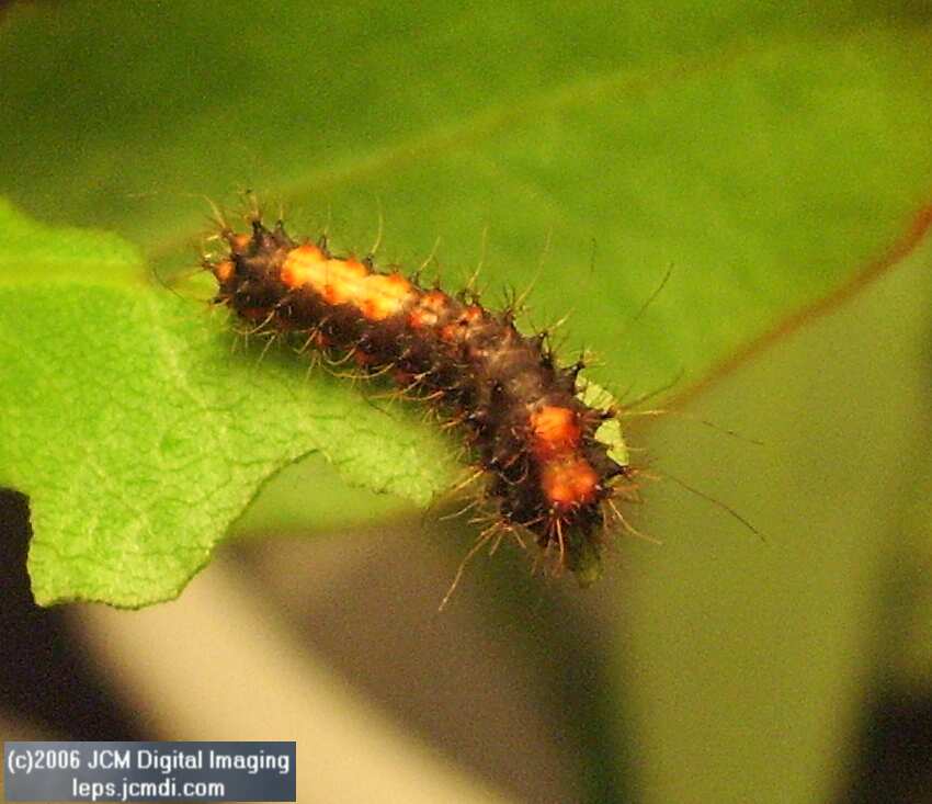 Saturnia walterorum (Walter's Silk Moth) images, rearing, larvae, pupae, cocoons, and documentary