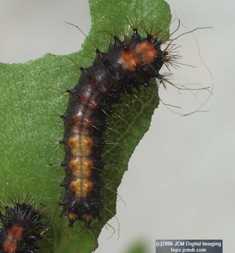 Saturnia walterorum (Walter's Silk Moth) images, rearing, larvae, pupae, cocoons, and documentary