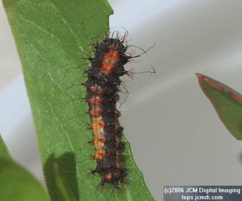 Saturnia walterorum (Walter's Silk Moth) images, rearing, larvae, pupae, cocoons, and documentary