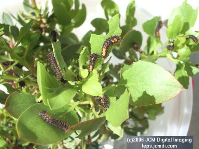 Saturnia walterorum (Walter's Silk Moth) images, rearing, larvae, pupae, cocoons, and documentary