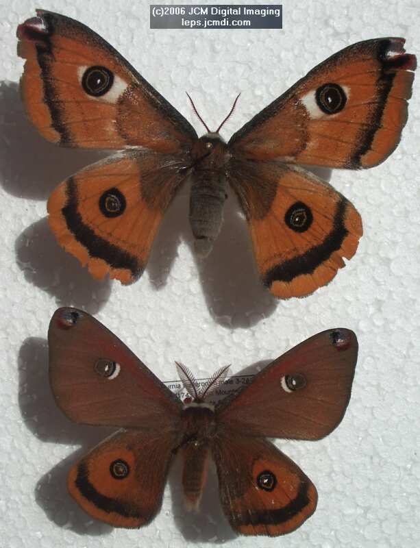 Saturnia walterorum (Walter's Silk Moth) images, rearing, larvae, pupae, cocoons, and documentary