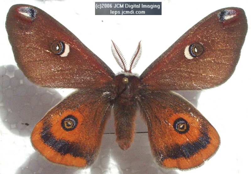 Saturnia walterorum (Walter's Silk Moth) images, rearing, larvae, pupae, cocoons, and documentary