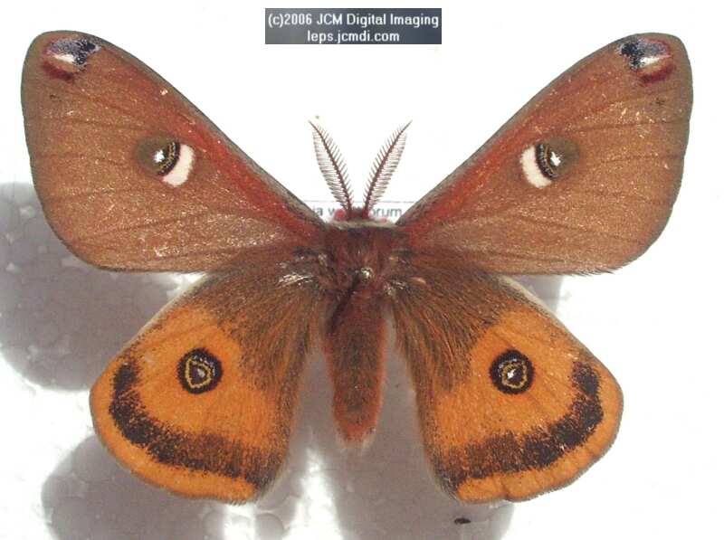 Saturnia walterorum (Walter's Silk Moth) images, rearing, larvae, pupae, cocoons, and documentary