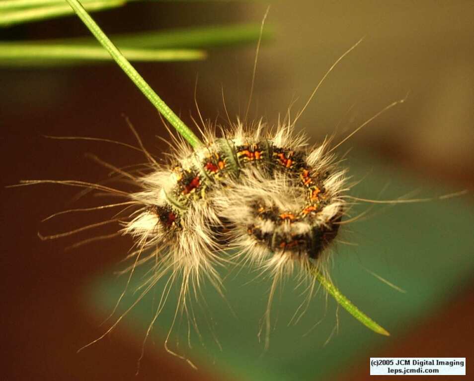 Gloveria arizonensis (no common name known) Adult insect images and rearing documentary