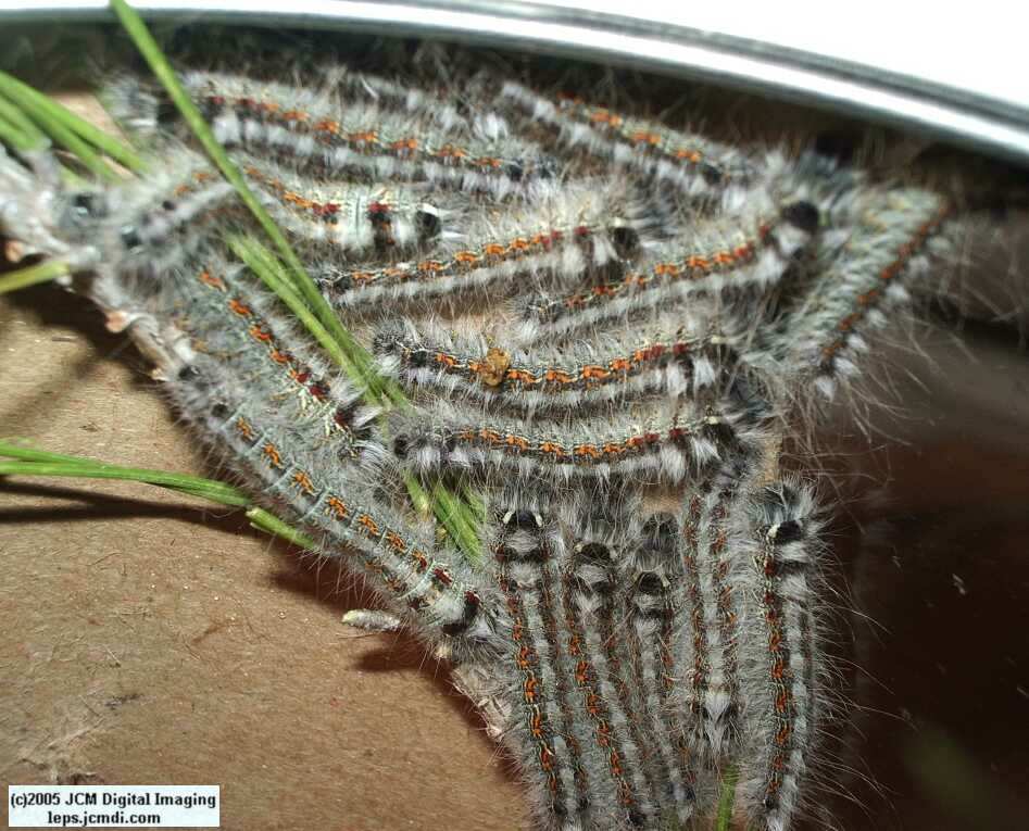 Gloveria arizonensis (no common name known) Adult insect images and rearing documentary