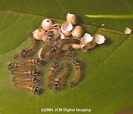 Gloveria arizonensis (no common name known) Adult insect images and rearing documentary