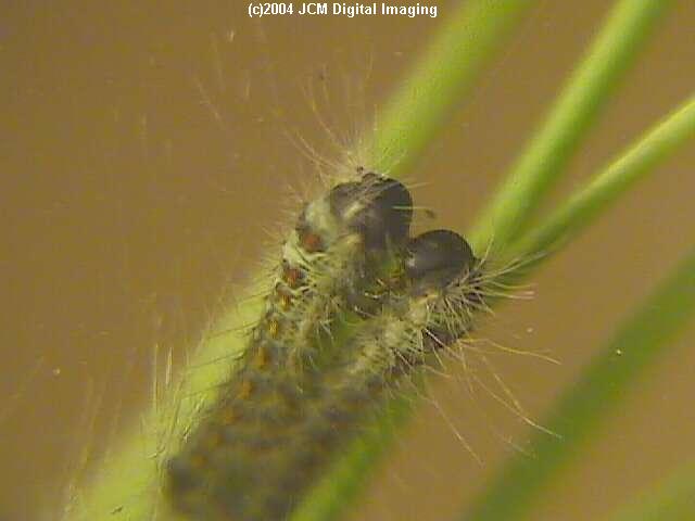 Gloveria arizonensis (no common name known) Adult insect images and rearing documentary