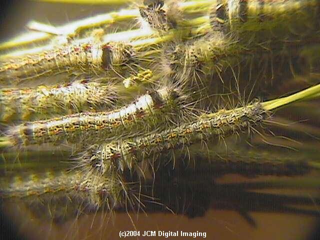 Gloveria arizonensis (no common name known) Adult insect images and rearing documentary