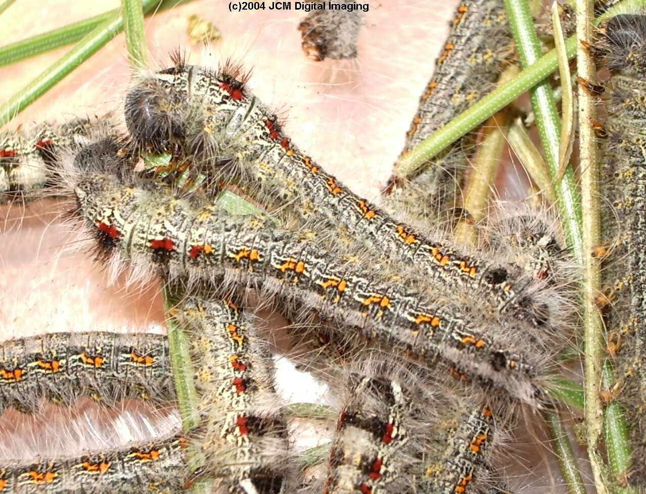 Gloveria arizonensis (no common name known) Adult insect images and rearing documentary