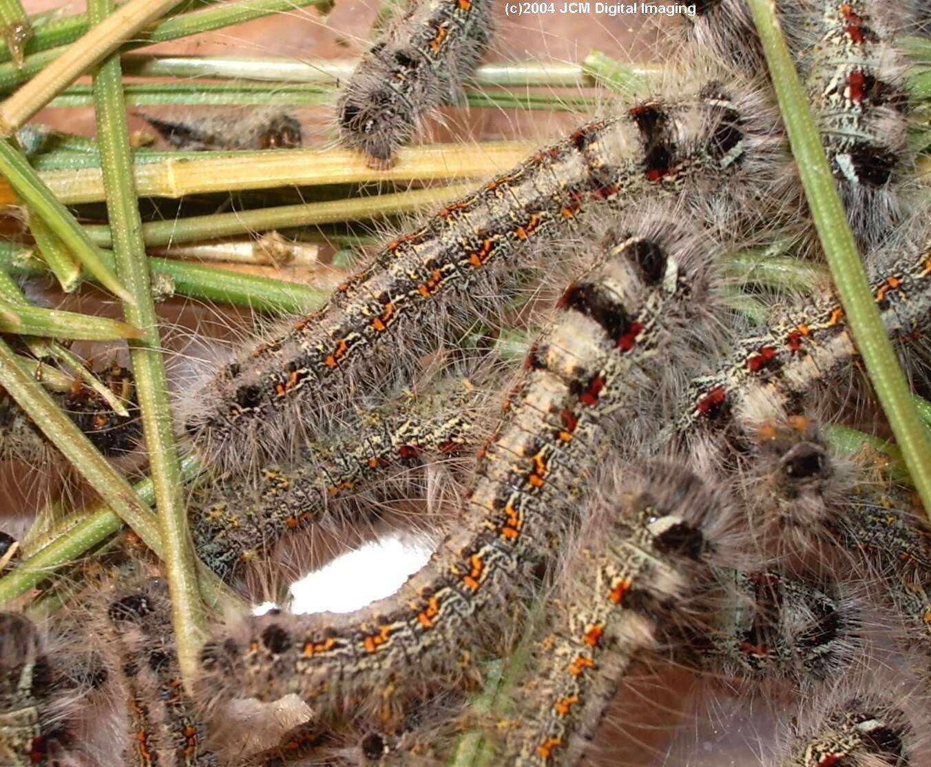 Gloveria arizonensis (no common name known) Adult insect images and rearing documentary
