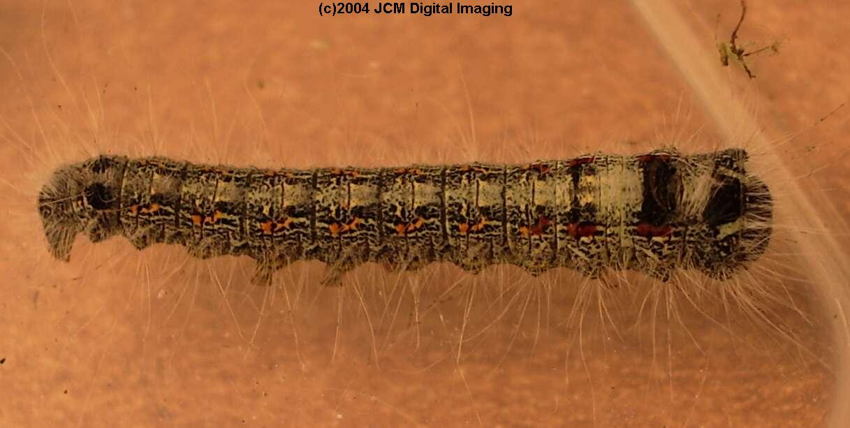 Gloveria arizonensis (no common name known) Adult insect images and rearing documentary