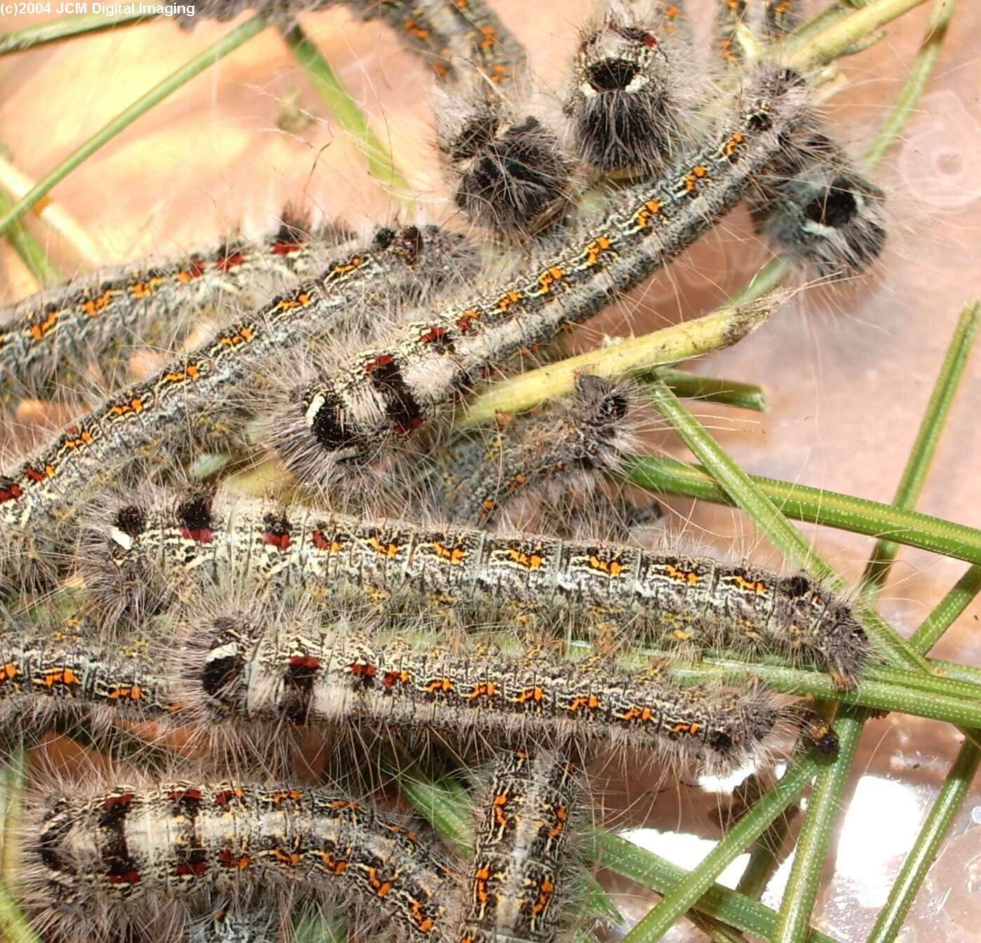 Gloveria arizonensis (no common name known) Adult insect images and rearing documentary