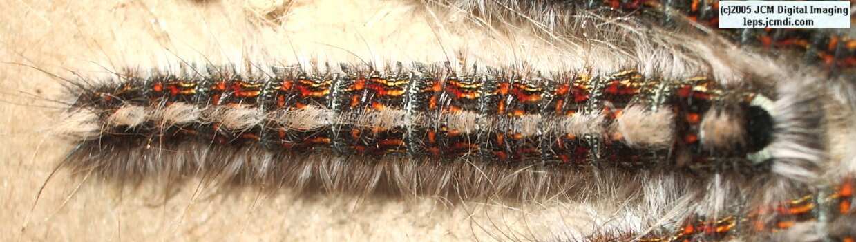 Gloveria arizonensis (no common name known) Adult insect images and rearing documentary