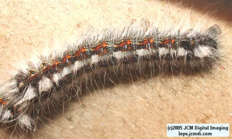 Gloveria arizonensis (no common name known) Adult insect images and rearing documentary