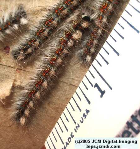 Gloveria arizonensis (no common name known) Adult insect images and rearing documentary