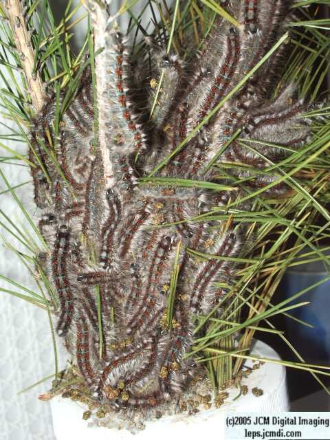 Gloveria arizonensis (no common name known) Adult insect images and rearing documentary