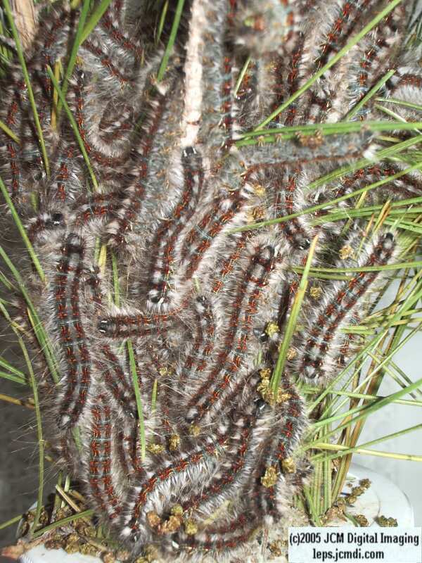 Gloveria arizonensis (no common name known) Adult insect images and rearing documentary