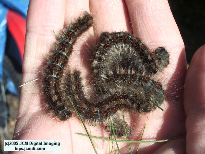 Gloveria arizonensis (no common name known) Adult insect images and rearing documentary