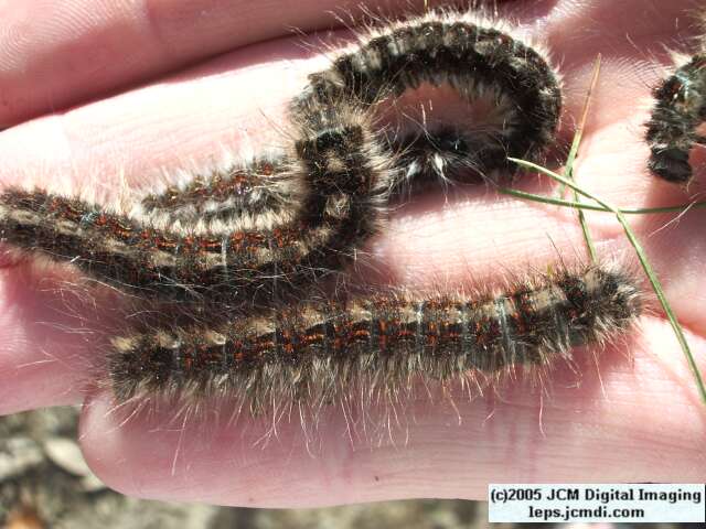 Gloveria arizonensis (no common name known) Adult insect images and rearing documentary