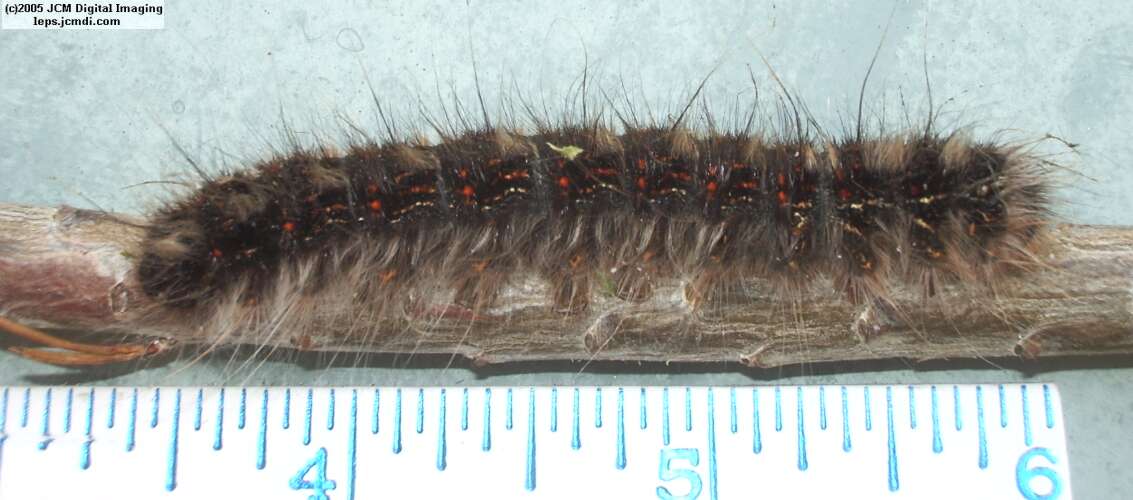 Gloveria arizonensis (no common name known) Adult insect images and rearing documentary