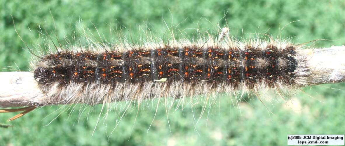 Gloveria arizonensis (no common name known) Adult insect images and rearing documentary