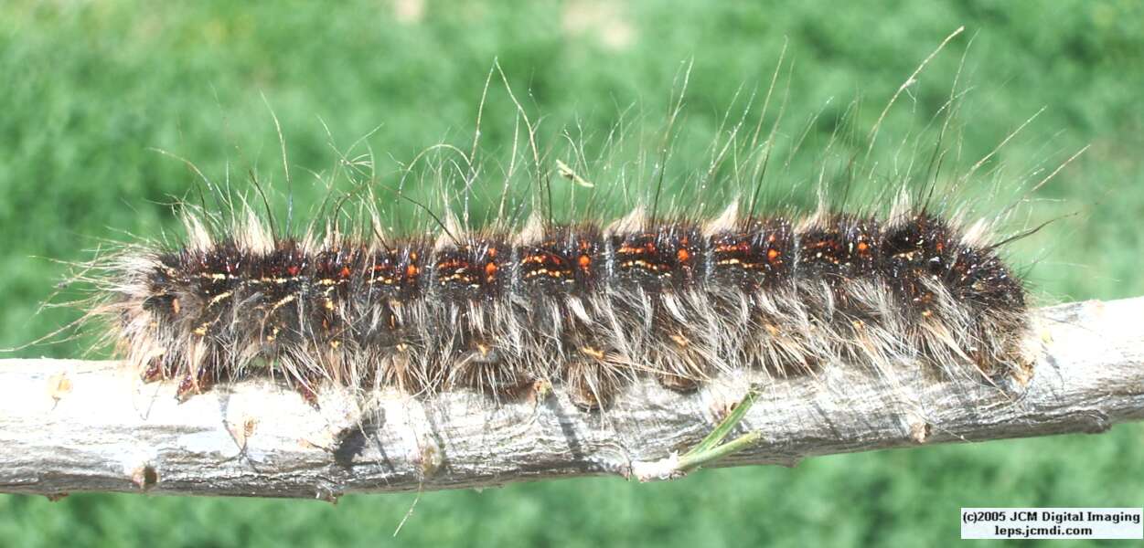 Gloveria arizonensis (no common name known) Adult insect images and rearing documentary